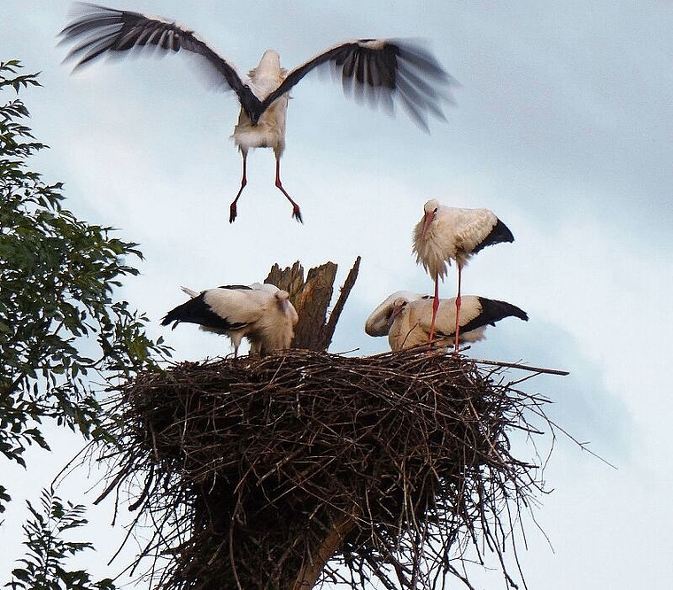 Damals war die Seenger Storchenfamilie noch zusammen: Mit dem Anflug eines Storches ist die ganze Familie im Horst von Seengen vereint; die beiden Jungtiere sind inzwischen ausgeflogen. Foto: Andreas Walker