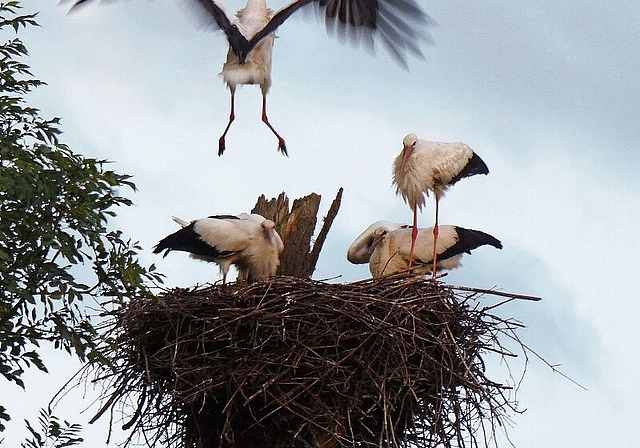 Damals war die Seenger Storchenfamilie noch zusammen: Mit dem Anflug eines Storches ist die ganze Familie im Horst von Seengen vereint; die beiden Jungtiere sind inzwischen ausgeflogen. Foto: Andreas Walker