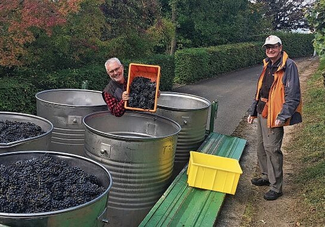 Zufriedene Gesichter: Weinlese-Helfer der Ortsbürger-Rebbauern im Einsatz. Foto: zvg