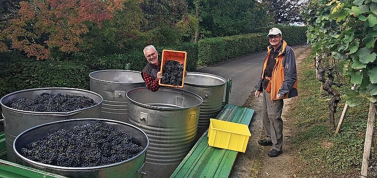 Zufriedene Gesichter: Weinlese-Helfer der Ortsbürger-Rebbauern im Einsatz. Foto: zvg