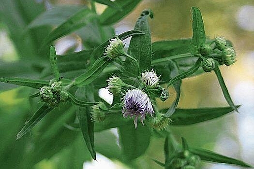 Filigranes, aber invasives Blümchen: Das Einjährige Berufkraut.Foto: Romi Schmid