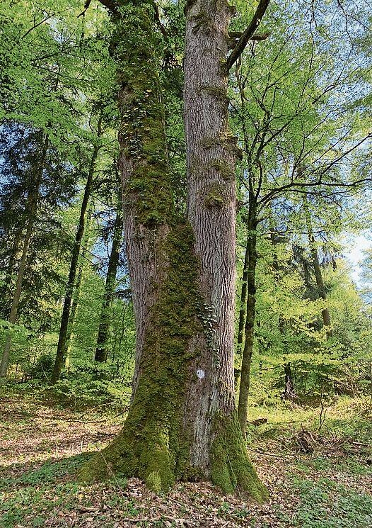 Verborgene Kräfte: Victoria, eine altehrwürdige Eiche im Lütisbuech. Foto: Frank Haemmerli