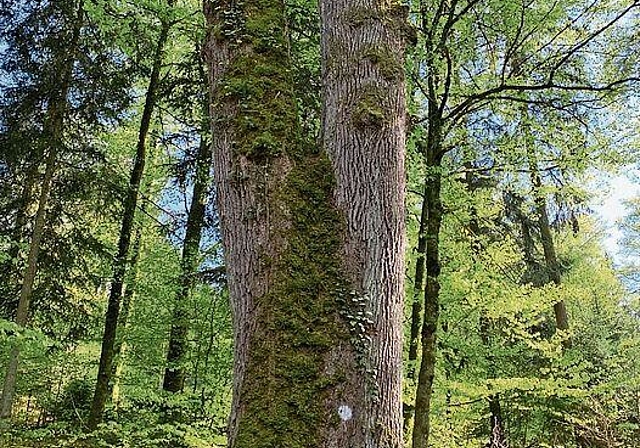 Verborgene Kräfte: Victoria, eine altehrwürdige Eiche im Lütisbuech. Foto: Frank Haemmerli