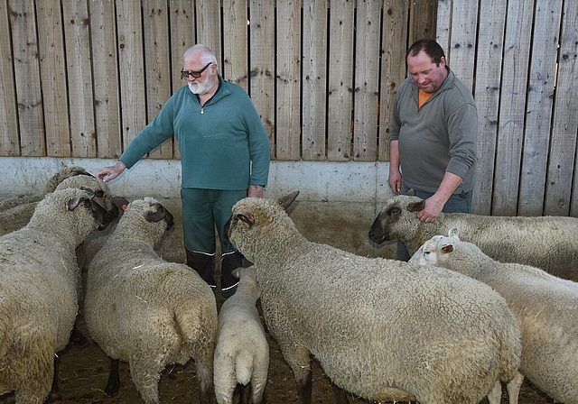 <em>Ein eingespieltes Vater-Sohn-Gespann:</em> Hansruedi und Ruedi Brunner erwarten am Samstag wieder rund 500 Tiere und viel Publikum zur Schafschur. Fotos: Andreas Walker
