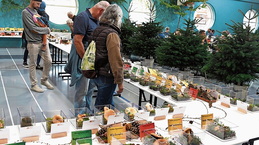 Rund 320 verschiedene Pilze konnten an der Ausstellung bewundert werden.Foto: Andreas Walker