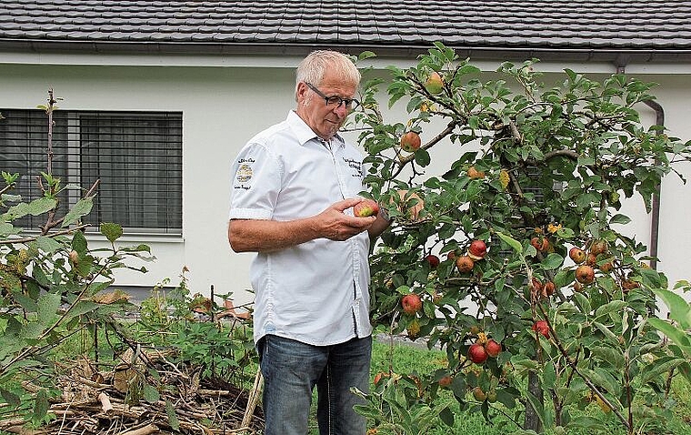 Begutachtet die reifen Äpfel: Anton Grob in seinem Naturgarten. Foto: Alfred Gassmann