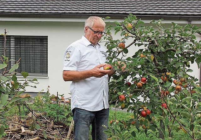 Begutachtet die reifen Äpfel: Anton Grob in seinem Naturgarten. Foto: Alfred Gassmann