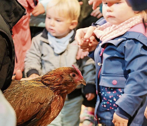 Zum Greifen nah: Auch Hühner durften gestreichelt werden – nicht jeder traute sich. Foto: Romi Schmid
