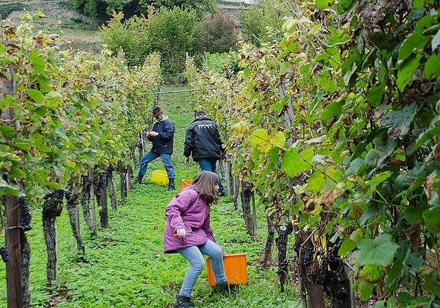 Weinlese im Rebberg: Anuschka (9 Jahre) hilft wie viele andere Leserinnen und Leser immer gerne mit. Foto: PWi