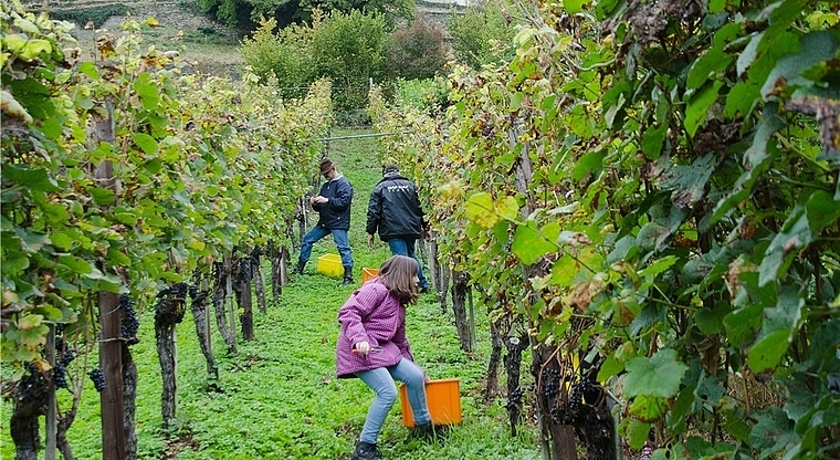 Weinlese im Rebberg: Anuschka (9 Jahre) hilft wie viele andere Leserinnen und Leser immer gerne mit. Foto: PWi