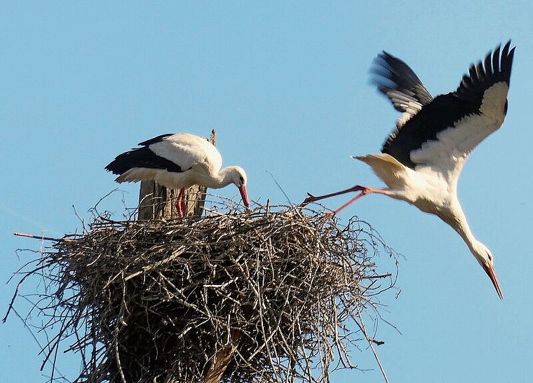 Horst im Seenger Ried: Während der eine Storch das Nest präpariert, fliegt sein Partner weg, um Futter zu suchen. Foto: Andreas Walker