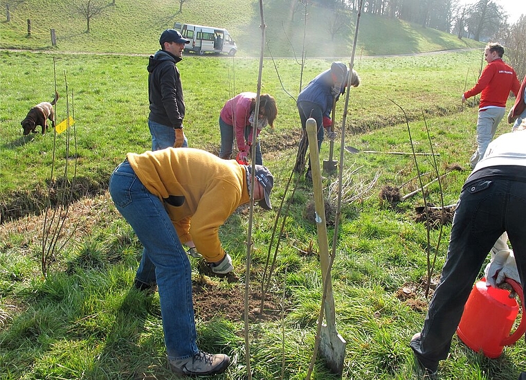 Am Wannenmoosbach in Hallwil: UBS-Bänker helfen eine Hecke pflanzen.Foto: Victor Condrau