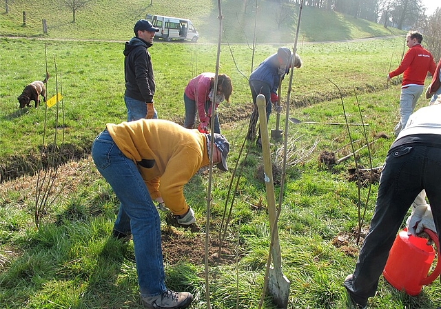 Am Wannenmoosbach in Hallwil: UBS-Bänker helfen eine Hecke pflanzen.Foto: Victor Condrau