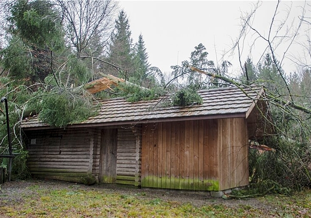 Voll aufs Dach: Sturm Burglind legte eine riesige Fichte quer über die Niederlenzer Waldhütte.