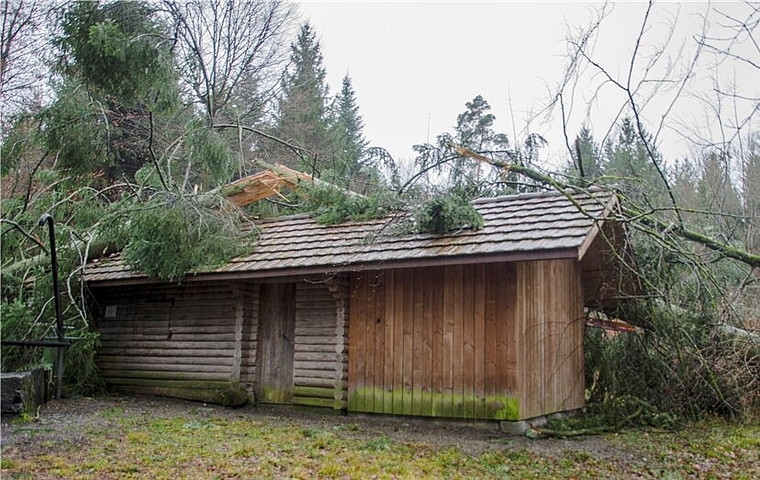 Voll aufs Dach: Sturm Burglind legte eine riesige Fichte quer über die Niederlenzer Waldhütte.