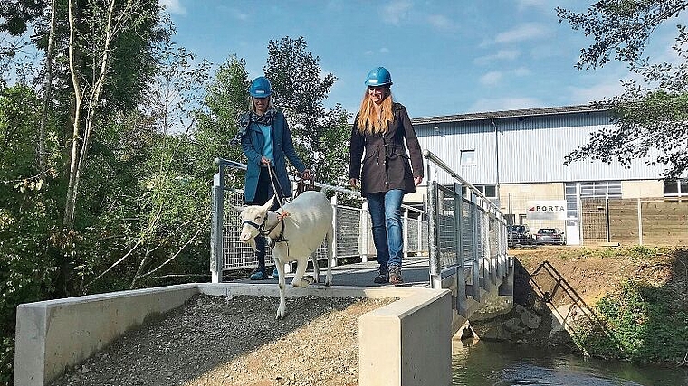 Passierte den Steg als Erste: Geiss «Fräulein Olga» mit Gemeinderätin Denise Berger und Vizeammann Katja Früh aus Staufen. Foto: Mirjam Roth