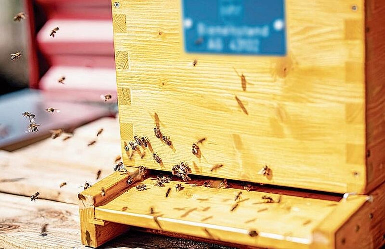 Fleissige Bienchen: Die Arbeitsteilung ist für Honigbienen typisch. Foto: Andrea Wälti
