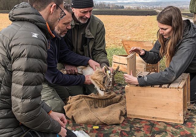 Wird nicht wiederholt: Einfang- und Aussetzaktion für Feldhasen im Gebiet Schlatt im Seetal. Foto: Emanuel Freudiger
