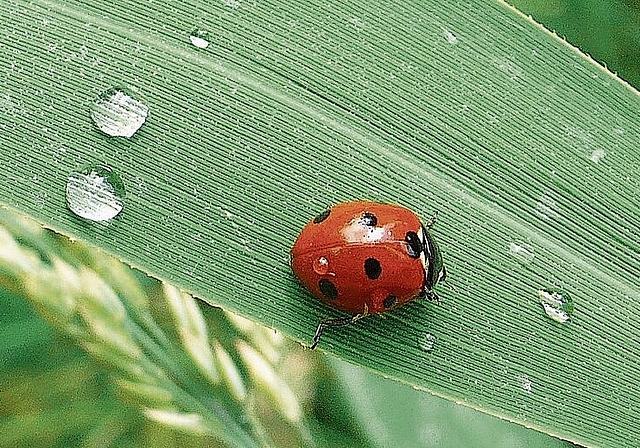 Die wohl bekannteste einheimische Art: Der Siebenpunkt-Marienkäfer. Foto: Andreas Walker