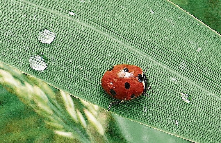 Die wohl bekannteste einheimische Art: Der Siebenpunkt-Marienkäfer. Foto: Andreas Walker