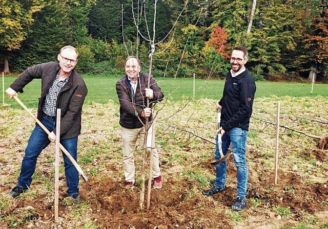 Arbeiten für die ALA 23: Die OK-Mitglieder Toni Suter, Präsident Alois Huber und BVA-Geschäftsführer Ralf Bucher setzen auf dem Ausstellungsgelände einen Obstbaum. Foto: Fritz Thut