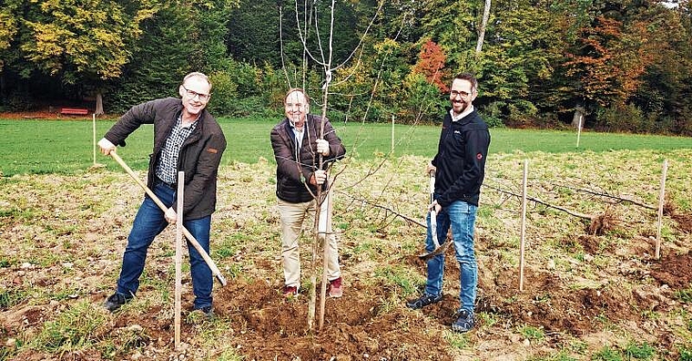 Arbeiten für die ALA 23: Die OK-Mitglieder Toni Suter, Präsident Alois Huber und BVA-Geschäftsführer Ralf Bucher setzen auf dem Ausstellungsgelände einen Obstbaum. Foto: Fritz Thut