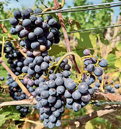 Die Trauben kurz vor der Ernte.Foto: VSc Die Trauben kurz vor der Ernte.Foto: VSc