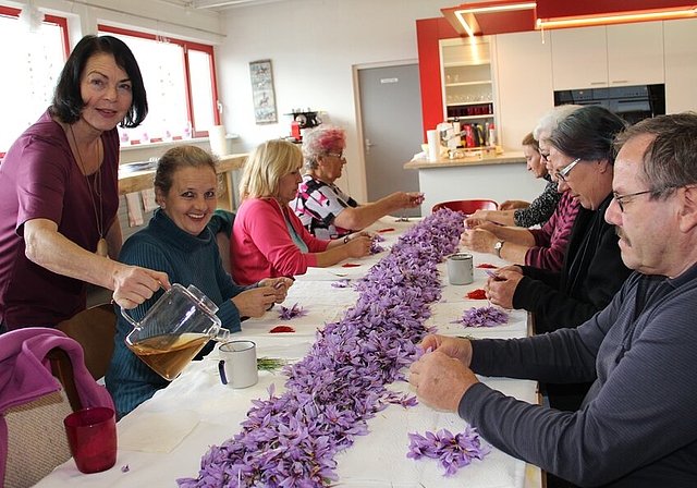 <em>Fäden werden aus den Blüten geholt:</em> Safran-Pionierin Silvia Bossard versorgt das Helferteam mit Tee. Foto: Carolin Frei