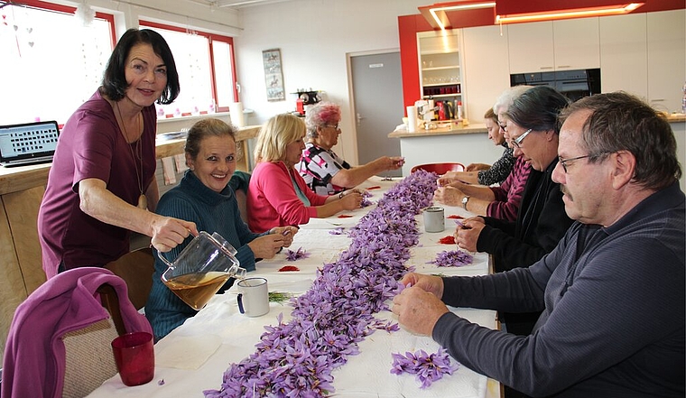 <em>Fäden werden aus den Blüten geholt:</em> Safran-Pionierin Silvia Bossard versorgt das Helferteam mit Tee. Foto: Carolin Frei