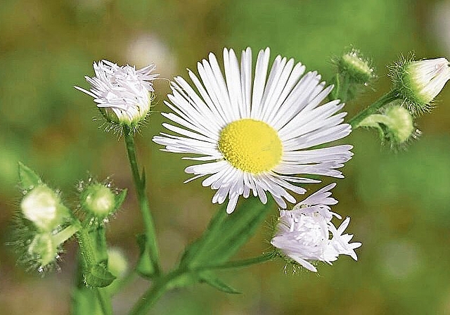 Klassiker in der Neophytenszene und hochinvasiv: Einjähriges Berufkraut.Foto:  zvg
