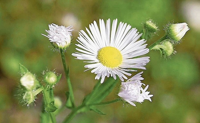 Klassiker in der Neophytenszene und hochinvasiv: Einjähriges Berufkraut.Foto:  zvg