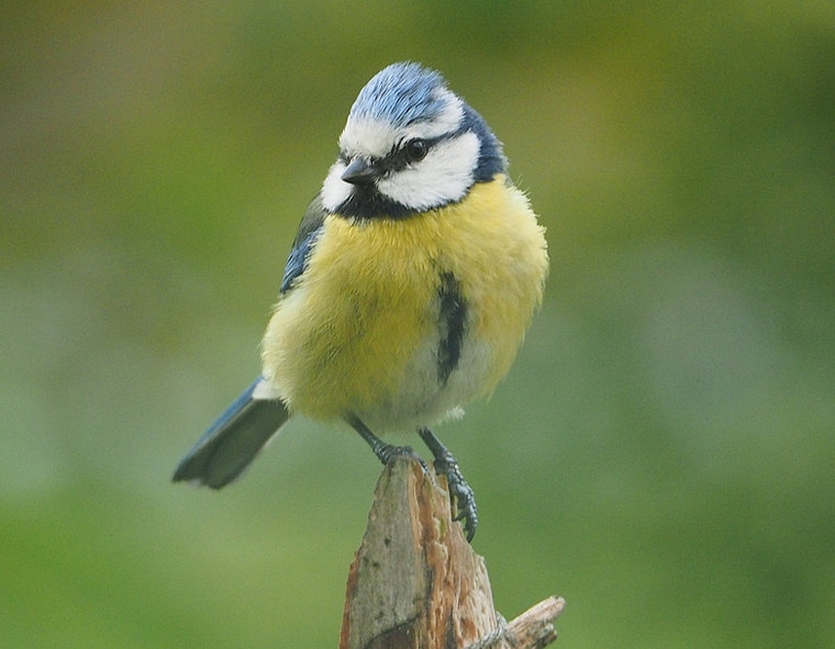 <em>Bei der «Stunde der Gartenvögel» ebenfalls zu sehen?</em> Eine Blaumeise. Foto: Monica Locher