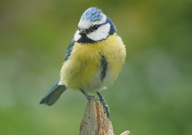 <em>Bei der «Stunde der Gartenvögel» ebenfalls zu sehen?</em> Eine Blaumeise. Foto: Monica Locher