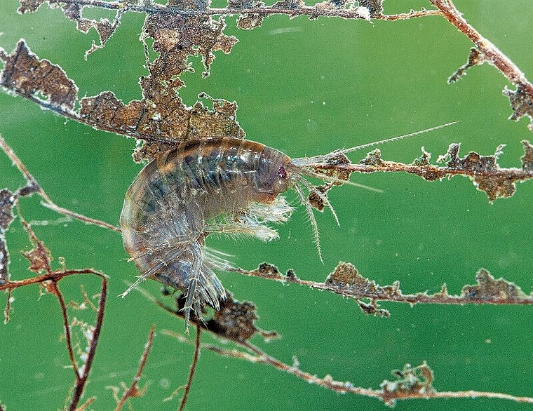 Klein und eher unscheinbar: Doch der Bachflohkrebs ist ein Botschafter für vielfältige und saubere Bäche. Foto: Verena Lubini