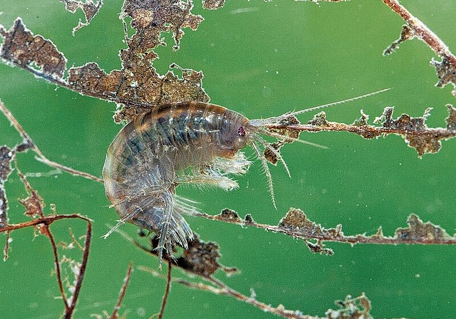 Klein und eher unscheinbar: Doch der Bachflohkrebs ist ein Botschafter für vielfältige und saubere Bäche. Foto: Verena Lubini