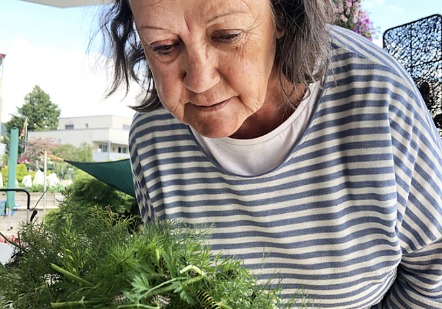 Genaue Beobachtung: Schmetterlings-Züchterin Trudi Sommer mit Raupen von Schwalbenschwänzen. Foto: zvg
