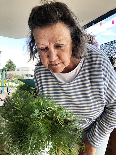 Genaue Beobachtung: Schmetterlings-Züchterin Trudi Sommer mit Raupen von Schwalbenschwänzen. Foto: zvg
