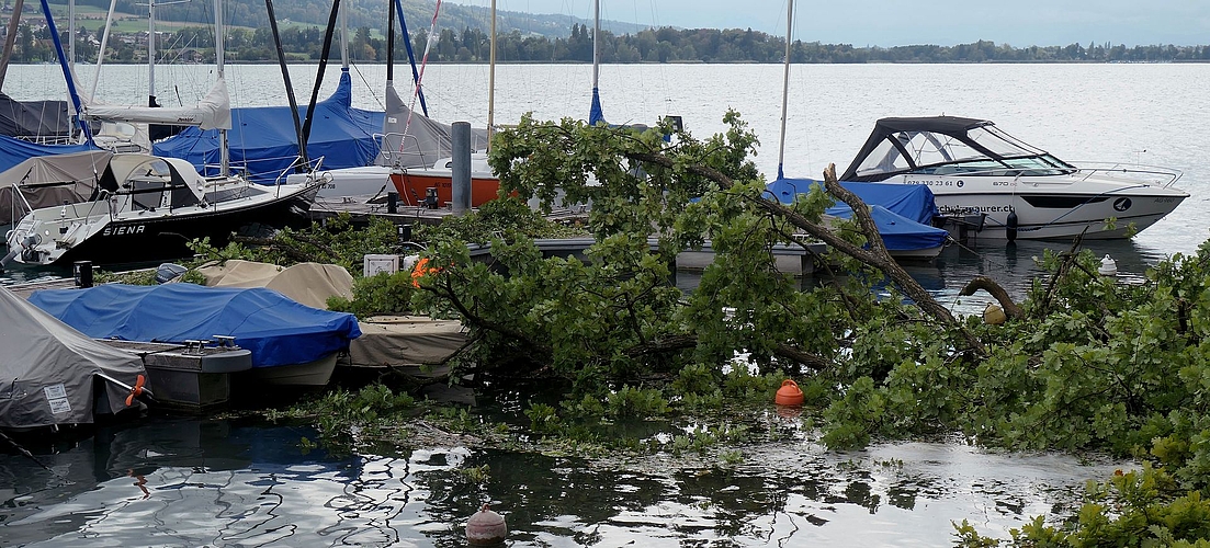 Beim Hafen in Beinwil am See fiel ein grosser Baum in den See und bedeckte teilweise die Boote.Foto: Andreas Walker Beim Hafen in Beinwil am See fiel ein grosser Baum in den See und bedeckte teilweise die Boote.Foto: Andreas Walker
