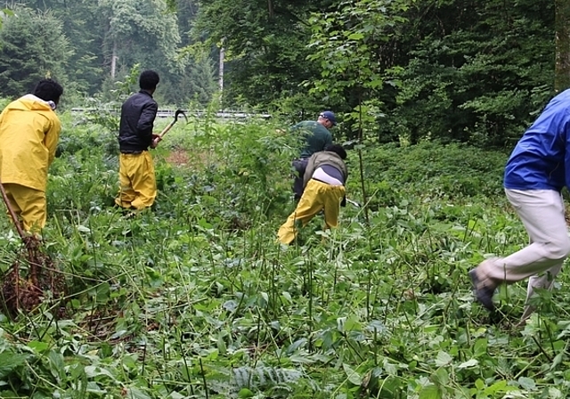 Asylbewerber gegen Neophyten: Dank einem Projekt der Forstdienste Lenzia dürfen junge, arbeitswillige Asylbewerber anpacken. Betreut werden sie durch Mitarbeiter der Forstdienste.Fotos: Melanie Solloso
