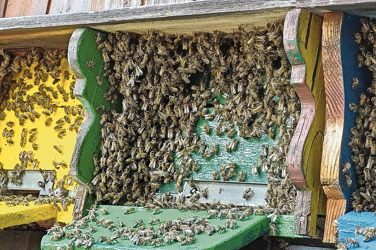 Ein Bienenbart: Die Bienen halten den Stock kühl. Aber sie brauchen Hilfe.Foto: zvg