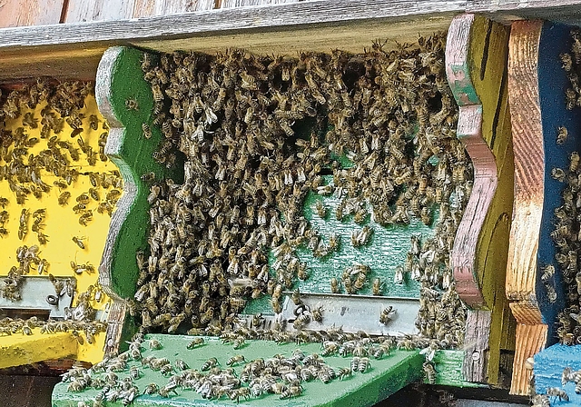 Ein Bienenbart: Die Bienen halten den Stock kühl. Aber sie brauchen Hilfe.Foto: zvg