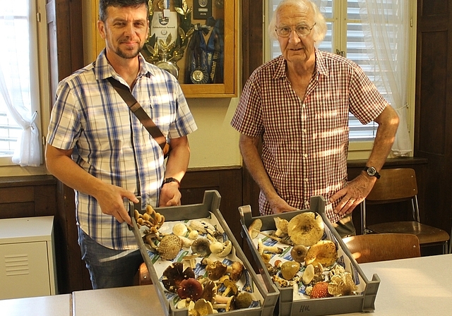 Für einen Laien schwierig zu erkennen: James Gurtner und Ruedi Hurni mit Exemplaren, die geniessbar respektive ungeniessbar sind. Foto: Alexander Studer
