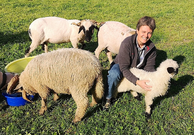 <em>Auf dem künftigen Pachtland:</em> Die ehemalige Leiterin des Berufsbildungszentrums Niederlenz, Brigitte Vogel, mit ihren Walliser Schwarznasenschafen auf dem Areal Altfeld. Fotos: Fritz Thut