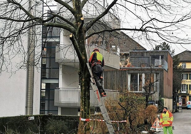 Stückweise eliminiert: Fällarbeiten an den Platanen am Mühleweg 2. Foto: Fritz Thut