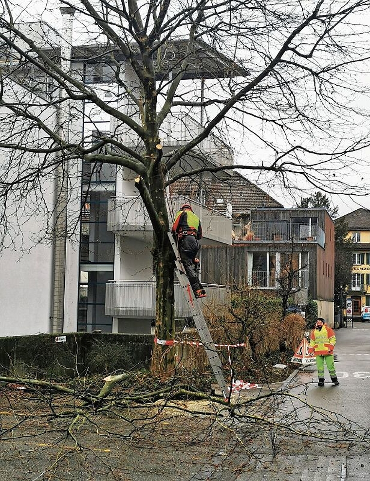 Stückweise eliminiert: Fällarbeiten an den Platanen am Mühleweg 2. Foto: Fritz Thut