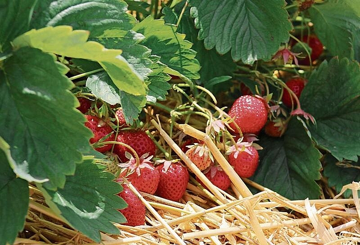 Ab ins Körbchen: In Schafisheim gibts süsse Erdbeeren zum Selberpflücken.Foto: Romi Schmid