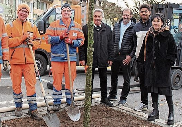 Orange auf dem Kronenplatz: Pflanzung der Flaumeiche von «Die Mitte» Lenzburg. Foto: Alfred Gassmann