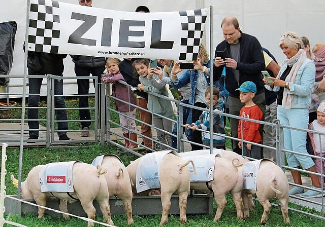 Verdienter Lohn nach getaner Arbeit: Die Hauptdarsteller am Säulirennen erhalten im Ziel etwas zu fressen. Foto: Romi Schmid
