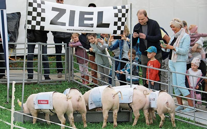 Verdienter Lohn nach getaner Arbeit: Die Hauptdarsteller am Säulirennen erhalten im Ziel etwas zu fressen. Foto: Romi Schmid
