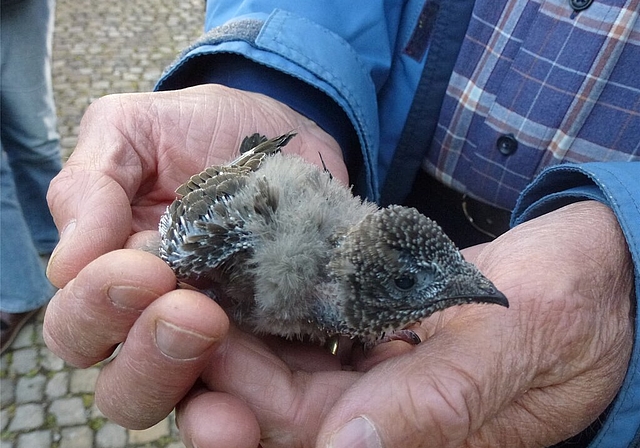 Kennzeichnen: Ein junger Alpensegler beim Lenzburger KV-Schulhaus wird von der Vogelwarte Sempach beringt. Foto: Monica Locher
